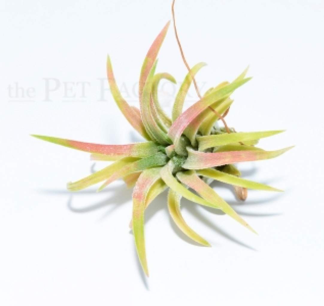 Tillandsia ionantha MEXICO